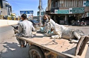A donkey cart holder on the way, with a donkey loaded on the cart on Khayyam Road