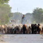 A shepherd drives a herd of sheep and goats along a rural road toward grazing grounds on the outskirts of the city