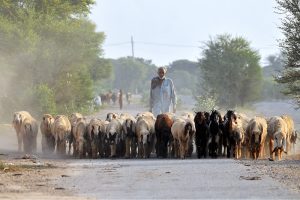 A shepherd drives a herd of sheep and goats along a rural road toward grazing grounds on the outskirts of the city