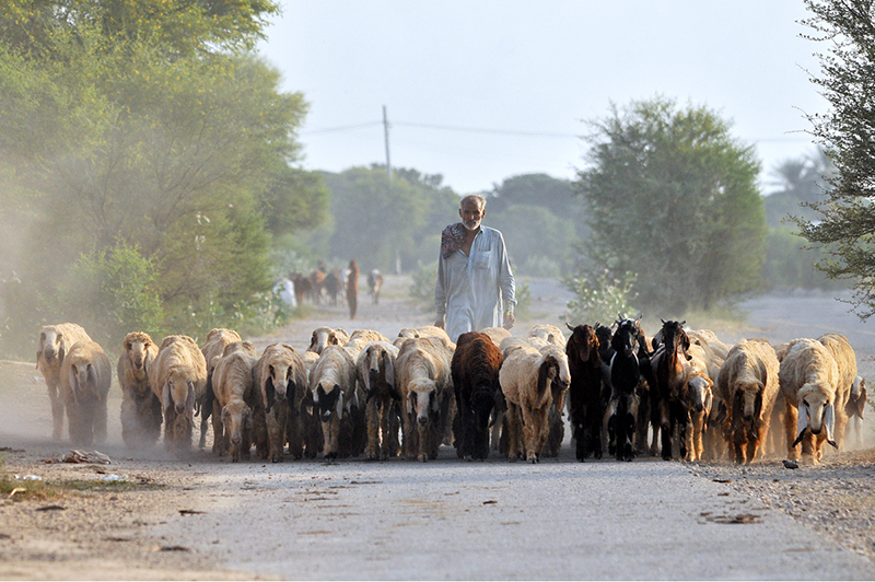 A shepherd drives a herd of sheep and goats along a rural road toward grazing grounds on the outskirts of the city