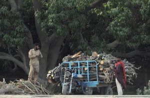 Labourers load freshly cut wood logs and branches onto a tractor trolley for transportation at a roadside to earn a livelihood