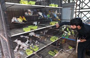 A bird vendor displays a colourful assortment of newly arrived parakeets and lovebirds for sale at the weekly bazaar in Peshawar More, G-9.