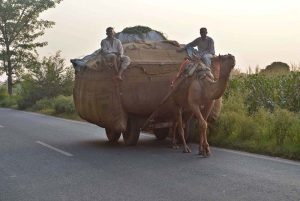 The owner of a camel cart is transporting animal fodder on a heavily loaded camel cart along along the Sillanwali Road.