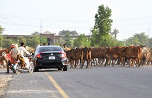 A herd of cattle freely crosses the busy NLC Bypass Road, creating hurdle in smooth flow of traffic.