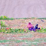 Women farmers busy in their field performing routine agricultural work on the outskirts of the city