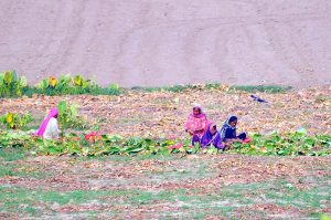 Women farmers busy in their field performing routine agricultural work on the outskirts of the city