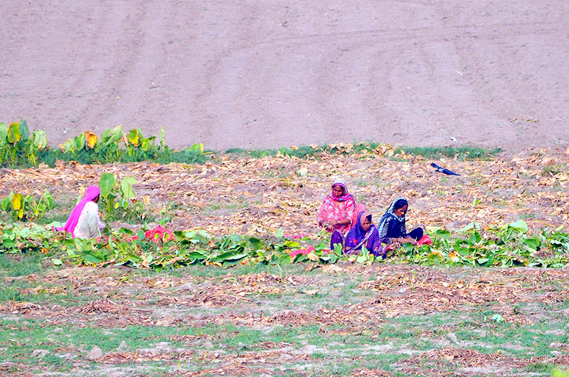 Women farmers busy in their field performing routine agricultural work on the outskirts of the city