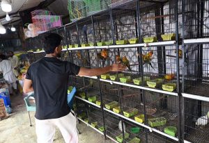 A bird vendor displays a colourful assortment of newly arrived parakeets and lovebirds for sale at the weekly bazaar in Peshawar More, G-9.