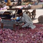 A labourer sorts onions for sale best quality at the Vegetable Market