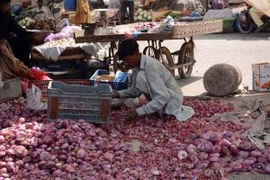 A labourer sorts onions for sale best quality at the Vegetable Market