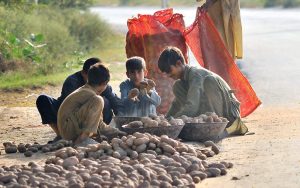 Children sort good-quality freshly harvested potatoes while helping an elderly man pack them into sacks by the roadside for sale in the local market.