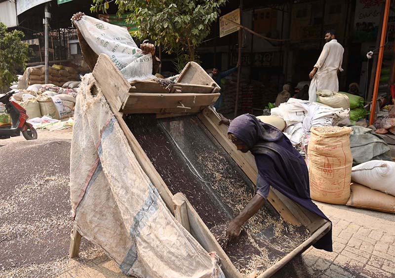 A labourer cleans mustard seeds at the Grain Market