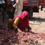 Gypsy woman searching the onion from garbage