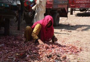 Gypsy woman searching the onion from garbage