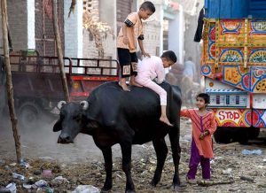 Children enjoy a ride on the back of a buffalo near the vegetable market, capturing a glimpse of rural life.