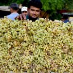 A street vendor arranging and displaying the bunch of grapes to attract the customers on his handcart at the roadside setup