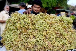 A street vendor arranging and displaying the bunch of grapes to attract the customers on his handcart at the roadside setup