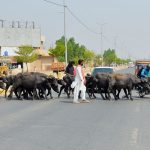 A herd of buffaloes and cattle crosses a busy road, accompanied by livestock handlers, causing traffic disruption