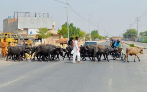 A herd of buffaloes and cattle crosses a busy road, accompanied by livestock handlers, causing traffic disruption