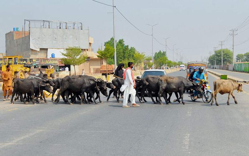 A herd of buffaloes and cattle crosses a busy road, accompanied by livestock handlers, causing traffic disruption