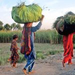 Two women are on their way while carrying bundle of grass on their heads