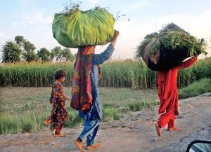 Two women are on their way while carrying bundle of grass on their heads