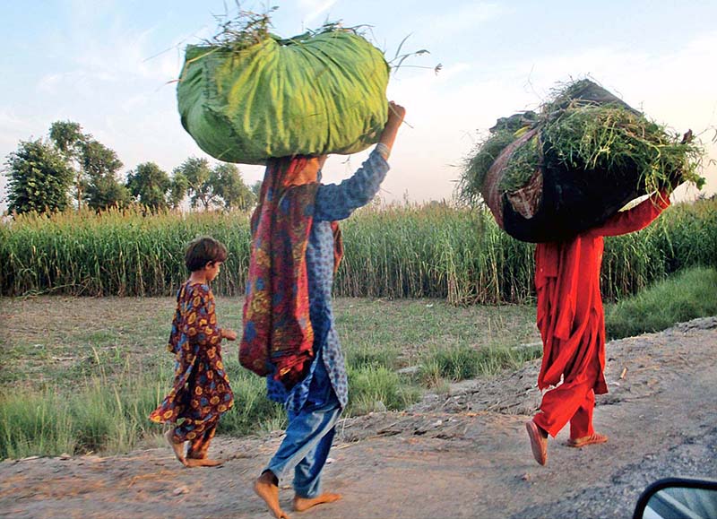Two women are on their way while carrying bundle of grass on their heads