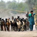 A shepherds guide a herd of goats towards grazing fields on the outskirts of the city