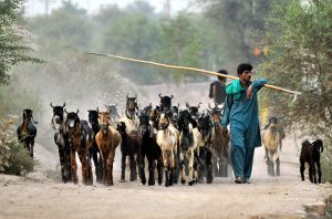 A shepherds guide a herd of goats towards grazing fields on the outskirts of the city