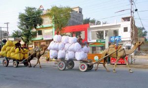 Camel carts loaded with bags of husk make their way to a farmhouse.
