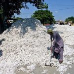 A worker gathers and piles the incoming cotton crop at the Ghala Mandi