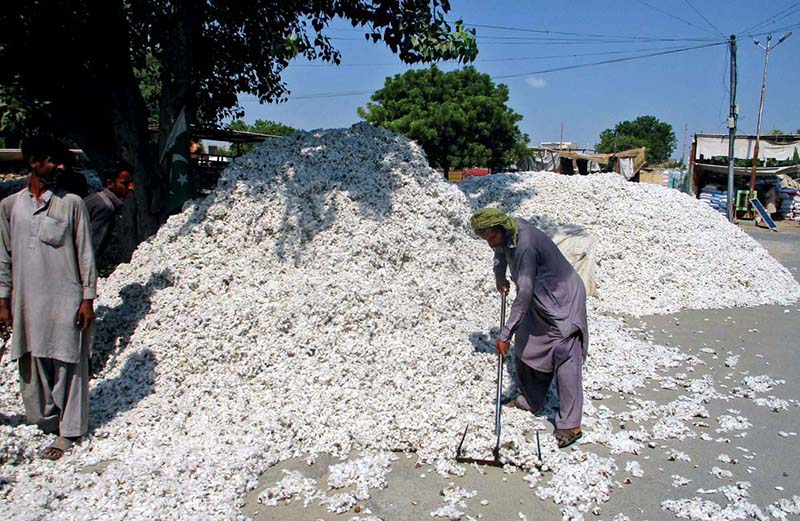 A worker gathers and piles the incoming cotton crop at the Ghala Mandi