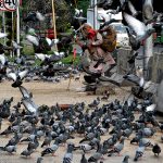 A flock of pigeons is feeding on food scattered by pedestrians as a gesture of goodwill on the Mall Road footpath