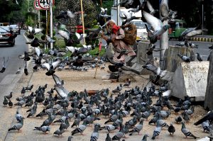 A flock of pigeons is feeding on food scattered by pedestrians as a gesture of goodwill on the Mall Road footpath