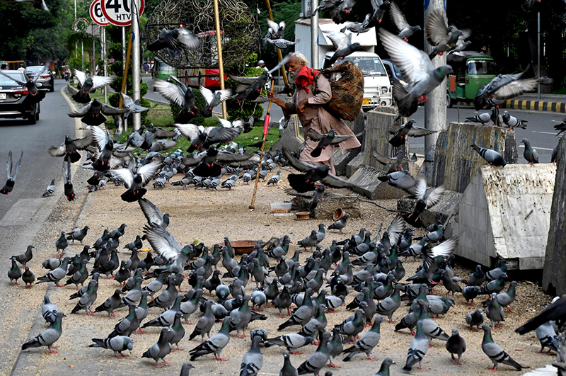 A flock of pigeons is feeding on food scattered by pedestrians as a gesture of goodwill on the Mall Road footpath