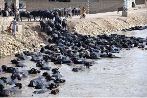 A large number of buffaloes come out of the Rice Canal after taking a bath.