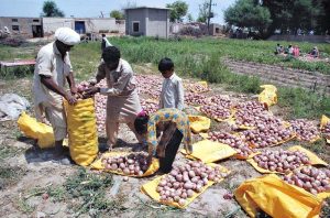Farmers packing onion bags to take them to vegetable market.