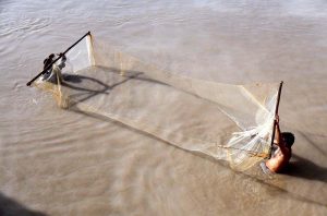 Fishermen busy in catching fish in traditional way from Rice Canal.