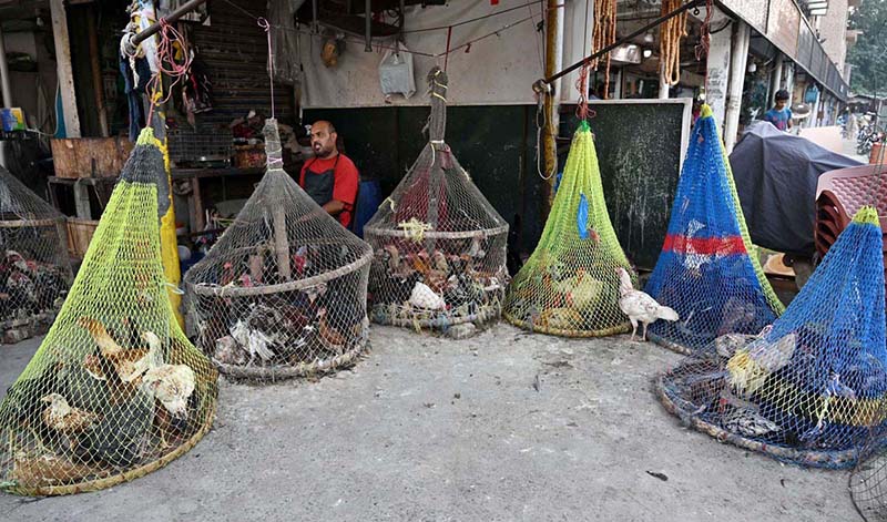 A vendor waits for customers while selling roosters and country hens outside Delhi Gate in the provincial capital
