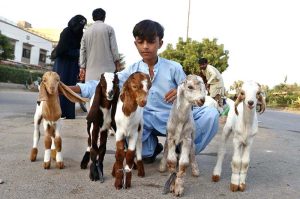 A young vendor sells lambs along the roadside in the city.