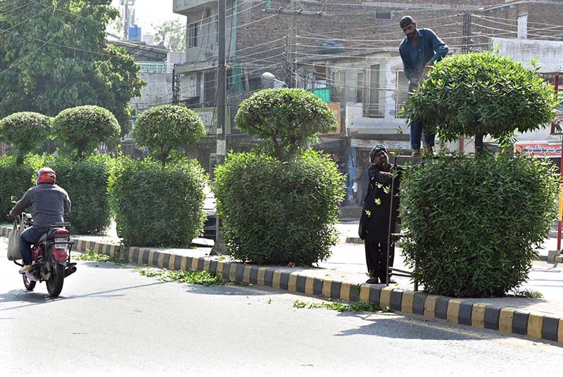 PHA staff are trimming plants on the green belt along the main road in Allama Iqbal Town