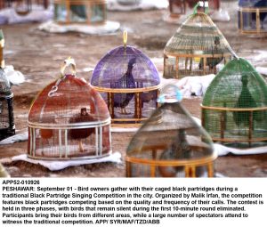 Bird owners gather with their caged black partridges during a traditional Black Partridge Singing Competition in the city. Organized by Malik Irfan, the competition features black partridges competing based on the quality and frequency of their calls. The contest is held in three phases, with birds that remain silent during the first 10-minute round eliminated. Participants bring their birds from different areas, while a large number of spectators attend to witness the traditional competition.