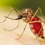 chikungunya