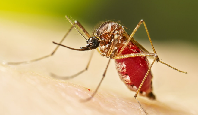 chikungunya