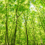 miyawaki forests