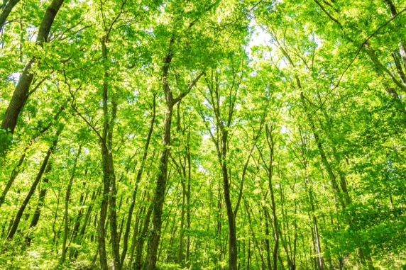 miyawaki forests