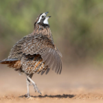 quail hunting