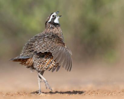 quail hunting