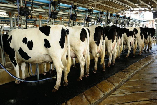 From Three Cows to Nationwide Sales: A Chinese Dairy Firm's Story