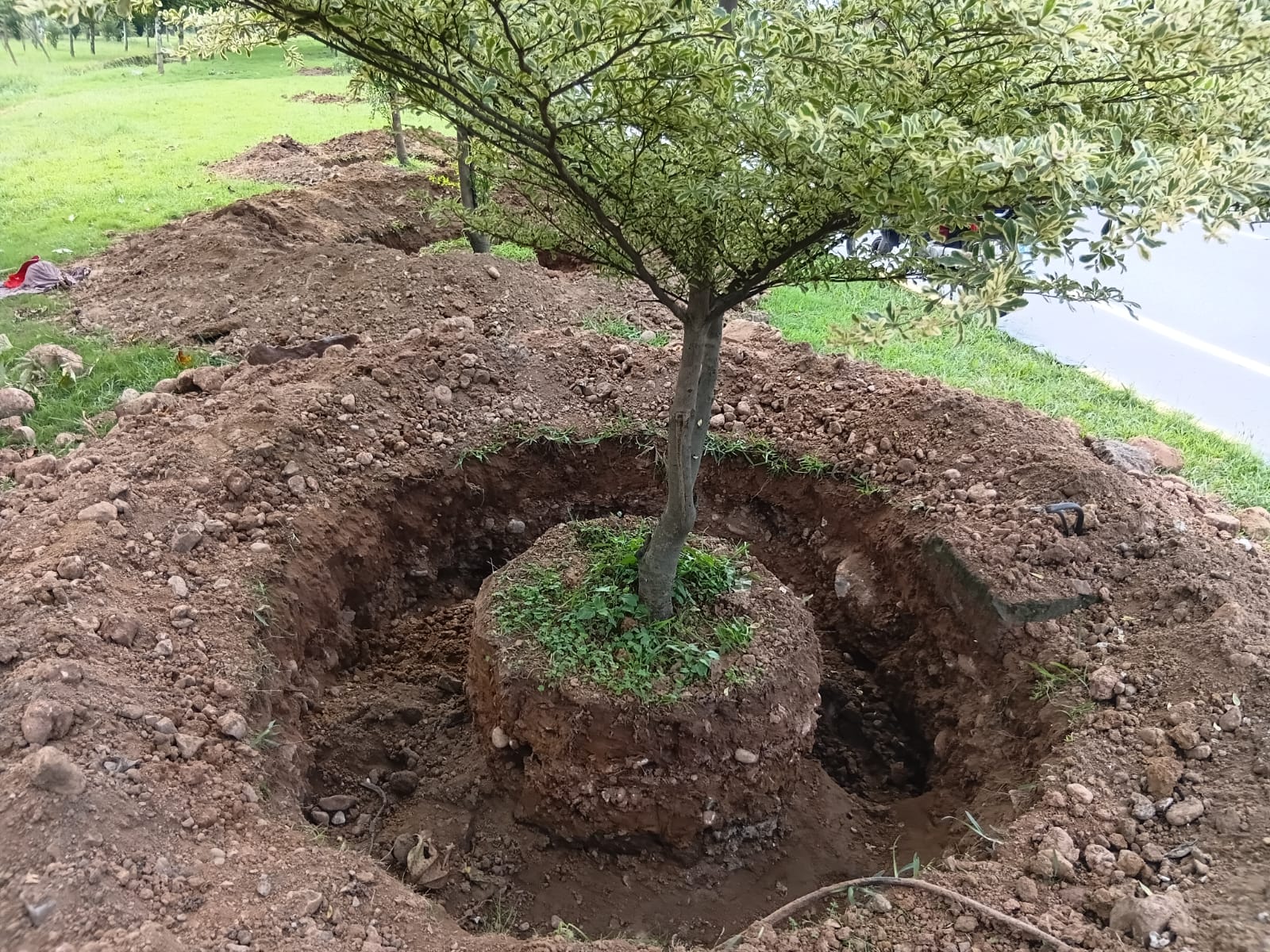 CDA shifts 470 Trees from Kashmir Chowk Underpass site to Parade ground to save green cover
